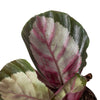 Calathea roseopicta 'Silvia' - TheHardenGarden