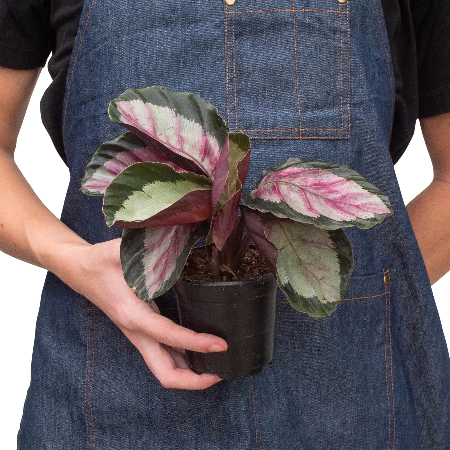 Calathea roseopicta 'Silvia' - TheHardenGarden