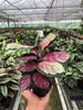 Calathea roseopicta 'Silvia' - TheHardenGarden