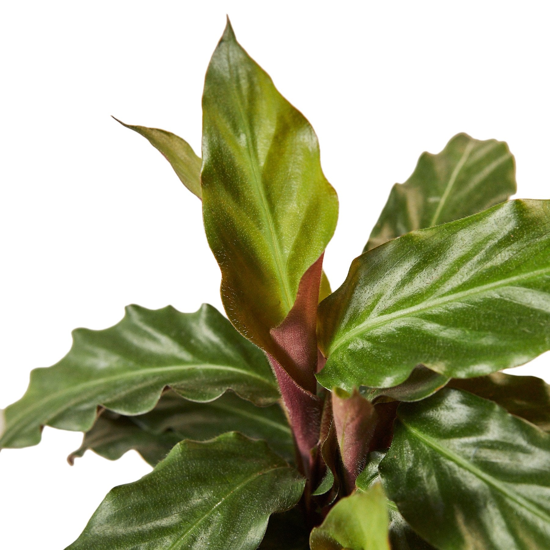 Calathea Rufibarba 'Furry Feather' - TheHardenGarden