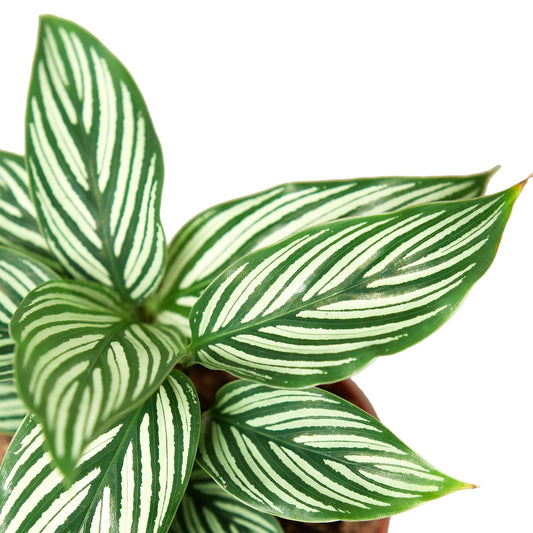 Calathea 'Vittata' - TheHardenGarden