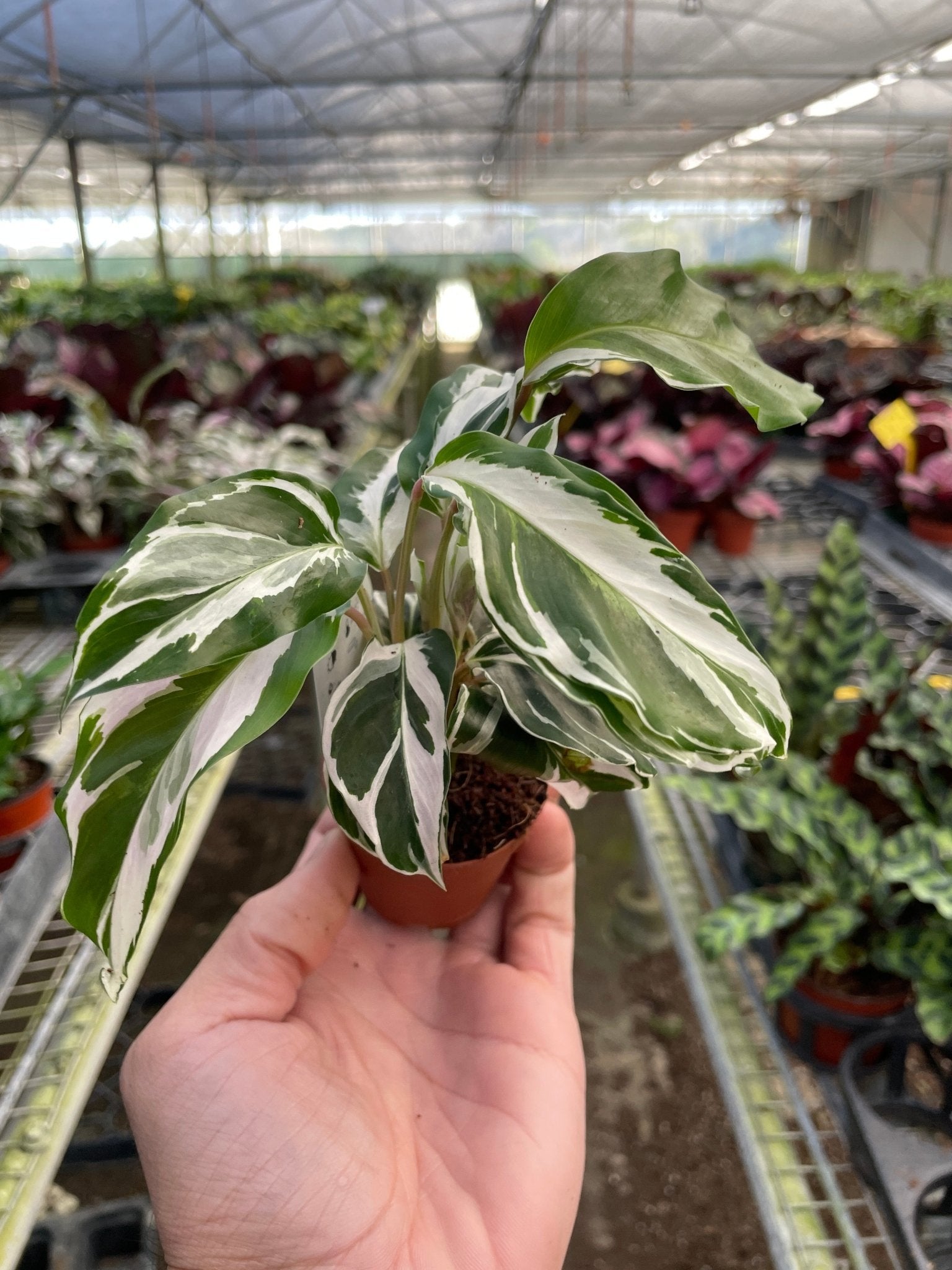 Calathea 'White Fusion' - TheHardenGarden