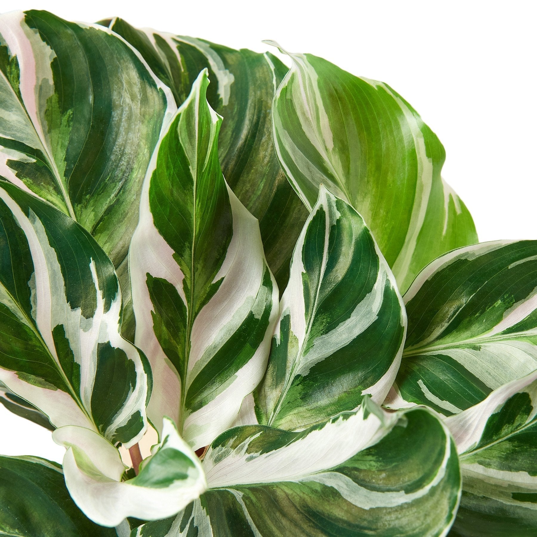 Calathea 'White Fusion' - TheHardenGarden