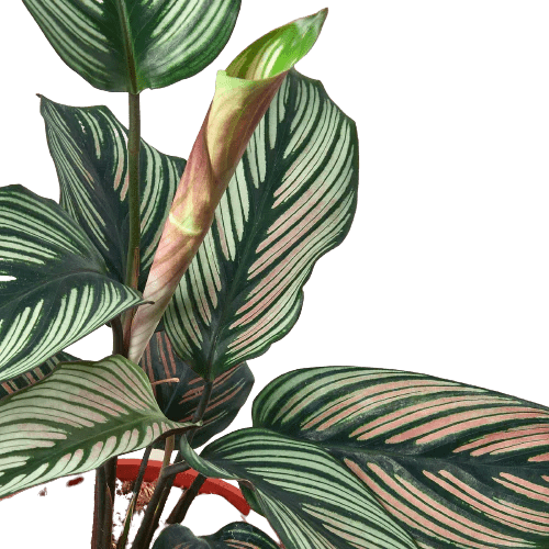 Calathea 'White Star' - TheHardenGarden