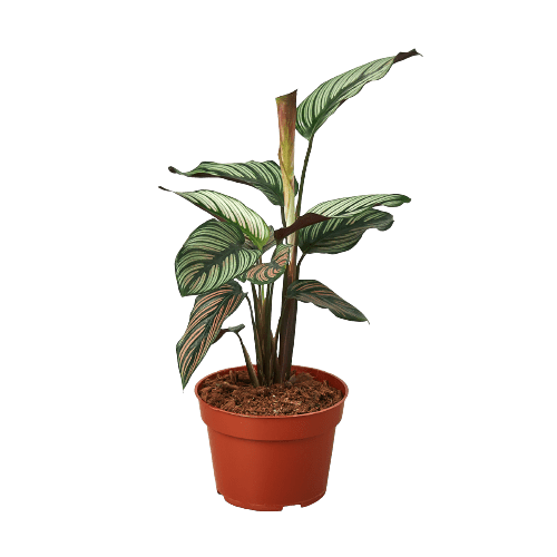 Calathea 'White Star' - TheHardenGarden