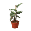 Calathea 'White Star' - TheHardenGarden