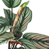 Calathea 'White Star' - TheHardenGarden