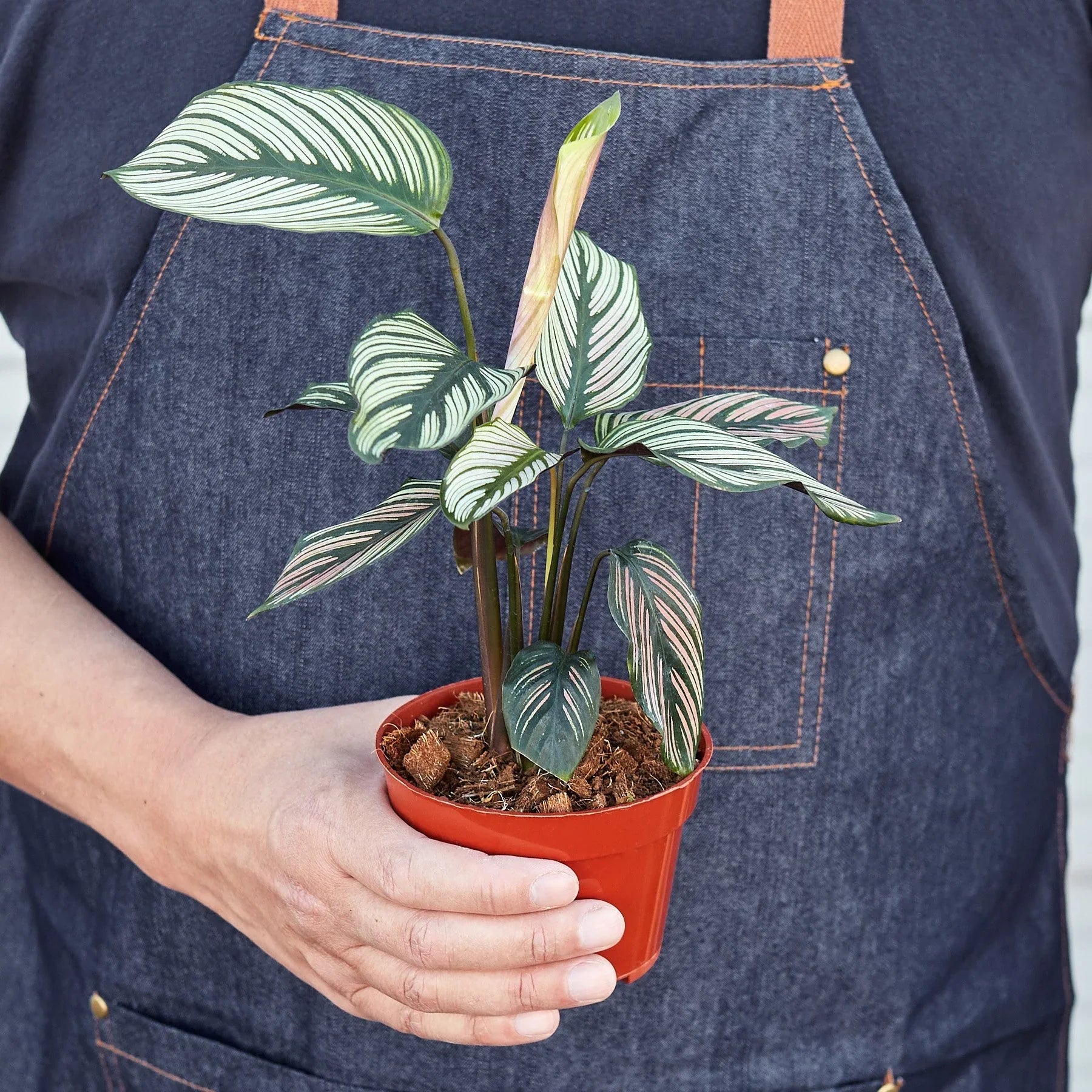 Calathea 'White Star' - TheHardenGarden