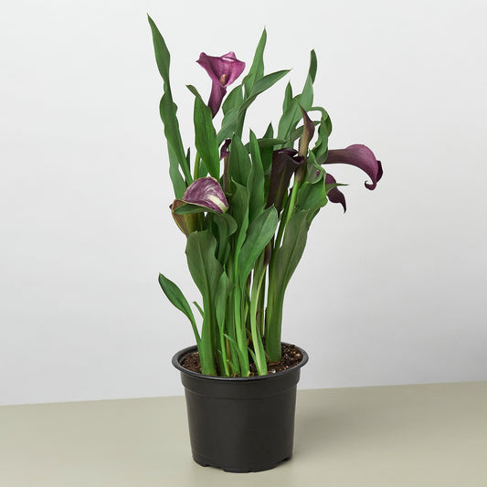 Calla Lily - TheHardenGarden