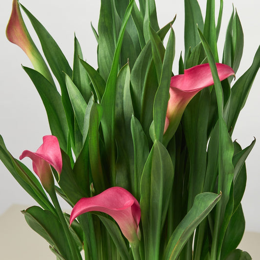 Calla Lily - TheHardenGarden