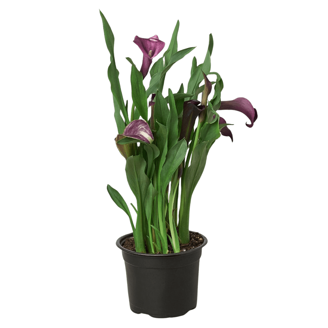 Calla Lily - TheHardenGarden