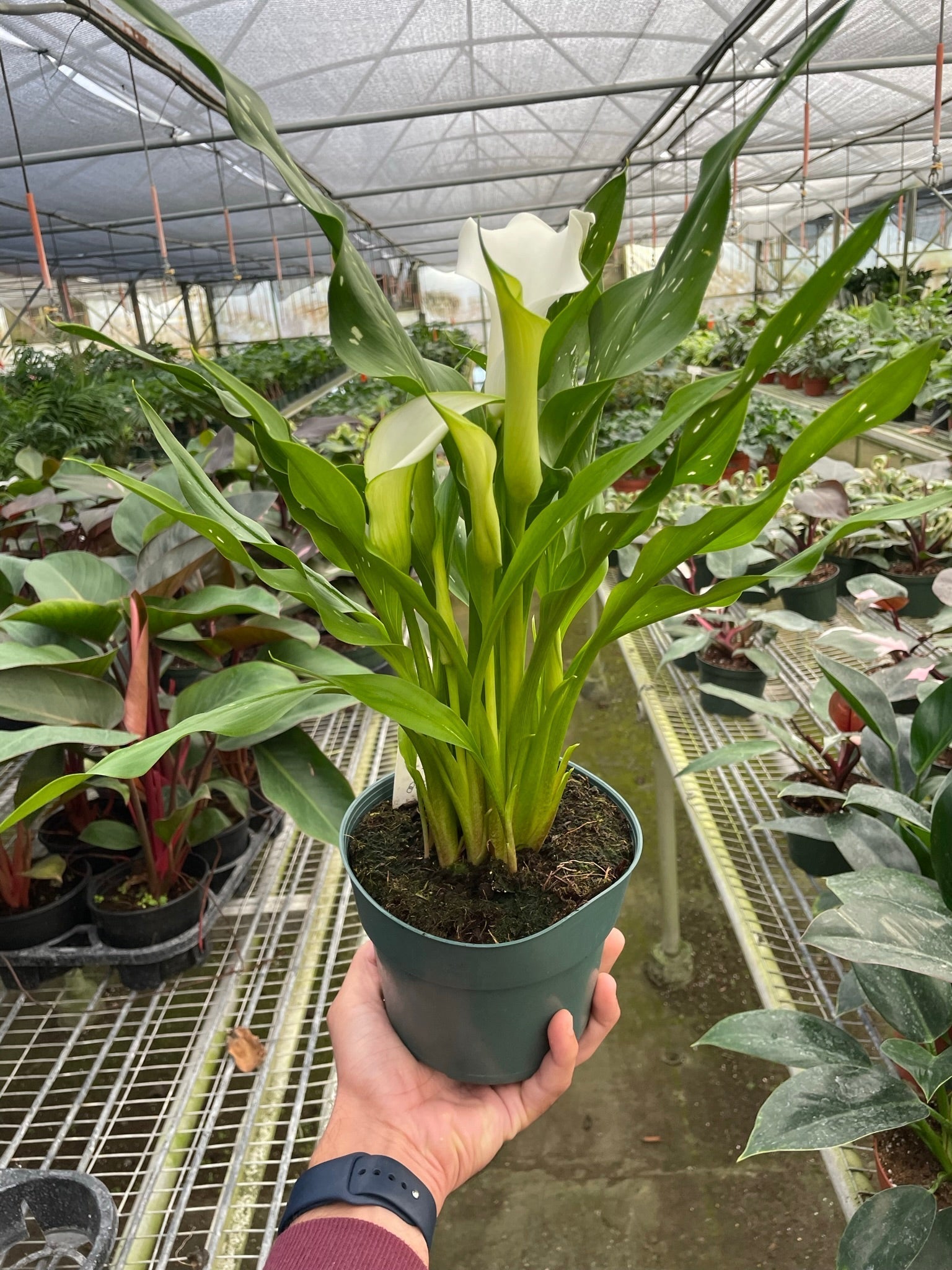 Calla Lily - TheHardenGarden