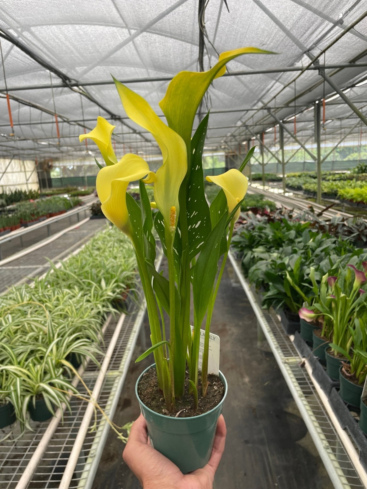 Calla Lily - TheHardenGarden