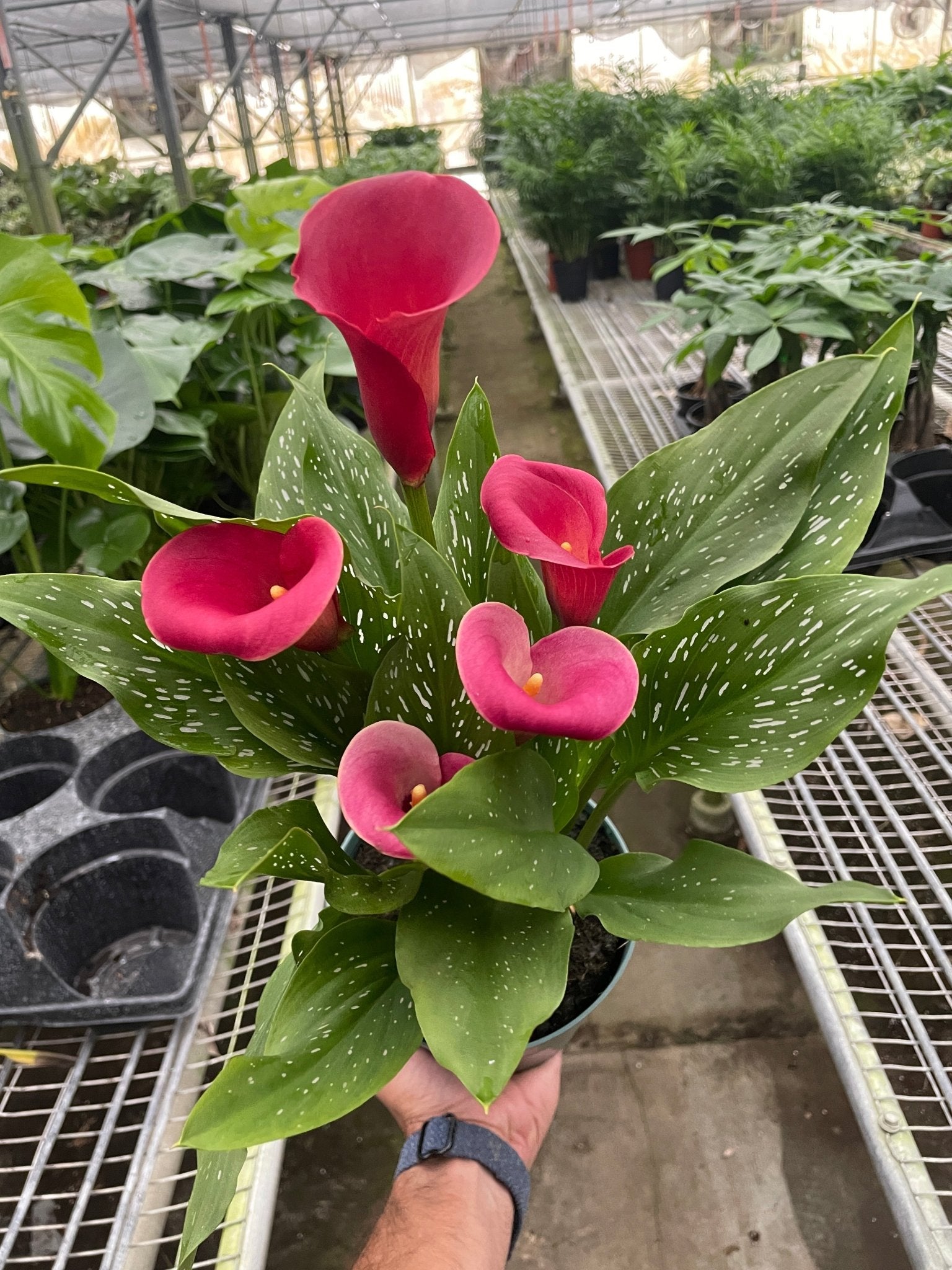 Calla Lily - TheHardenGarden