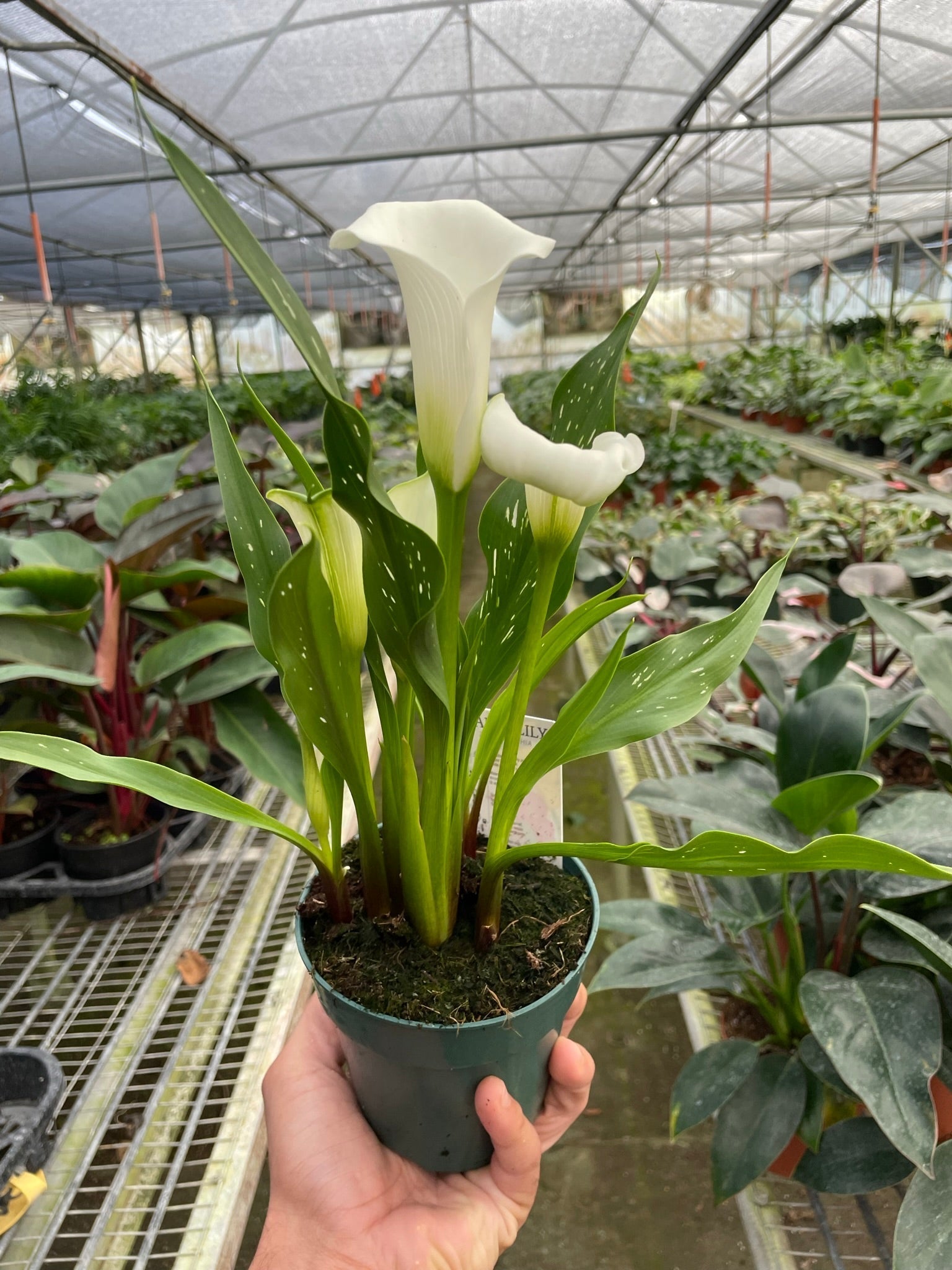 Calla Lily - TheHardenGarden