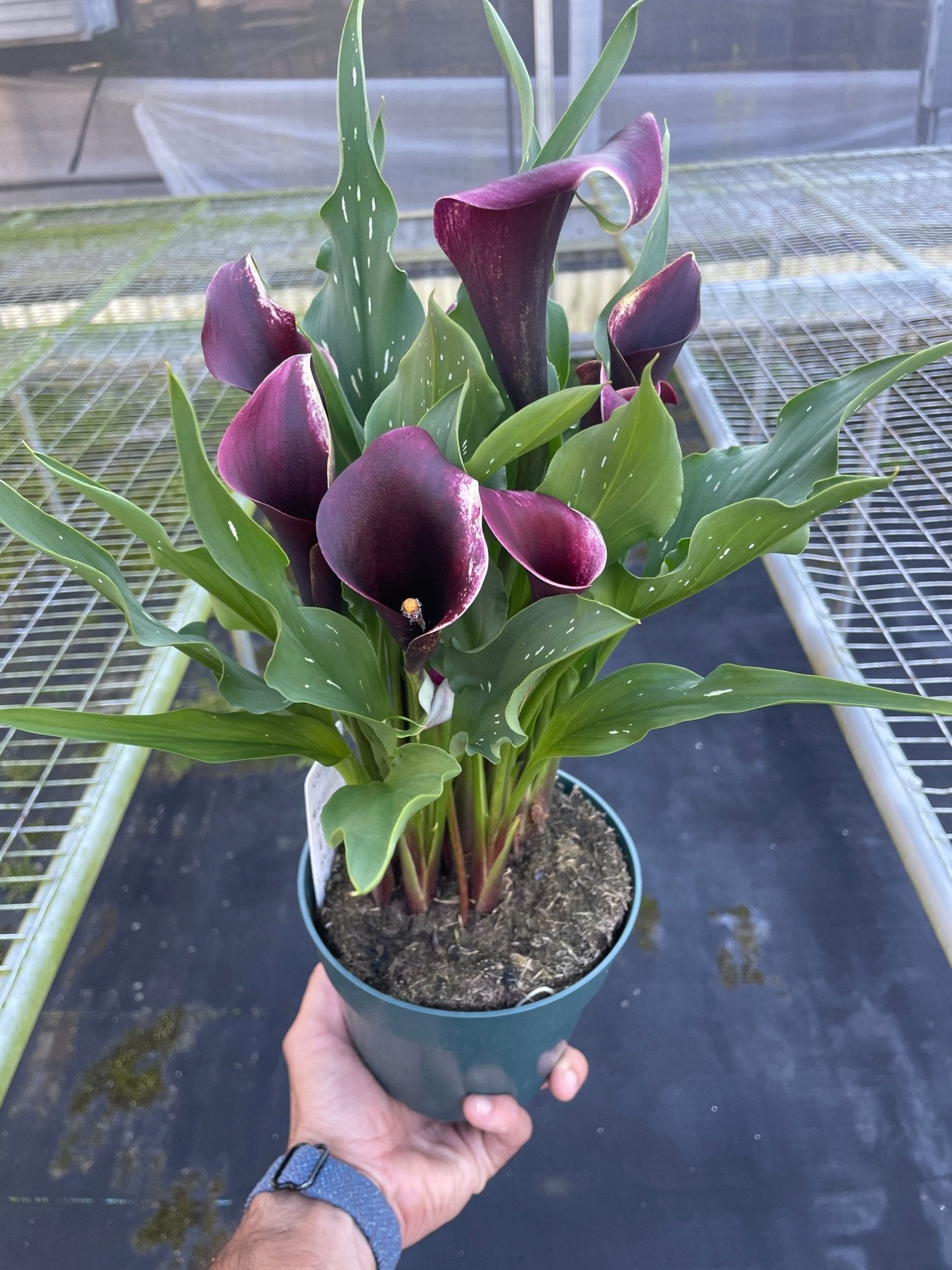 Calla Lily - TheHardenGarden