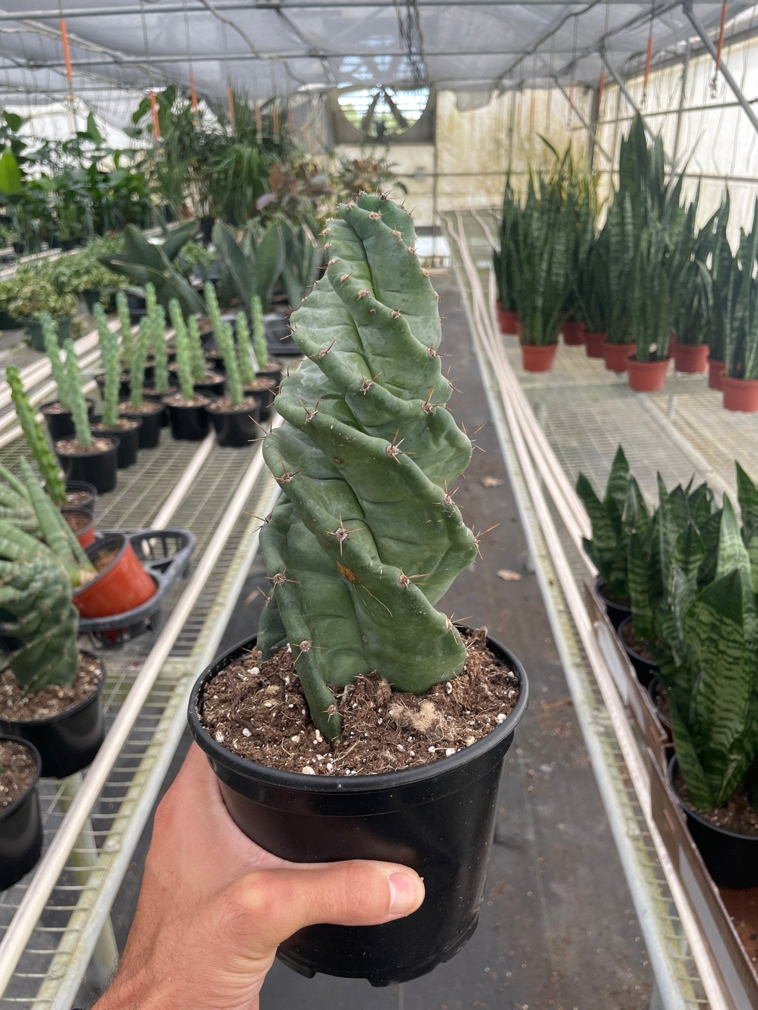 Cereus forbesii 'Spiralis' - TheHardenGarden