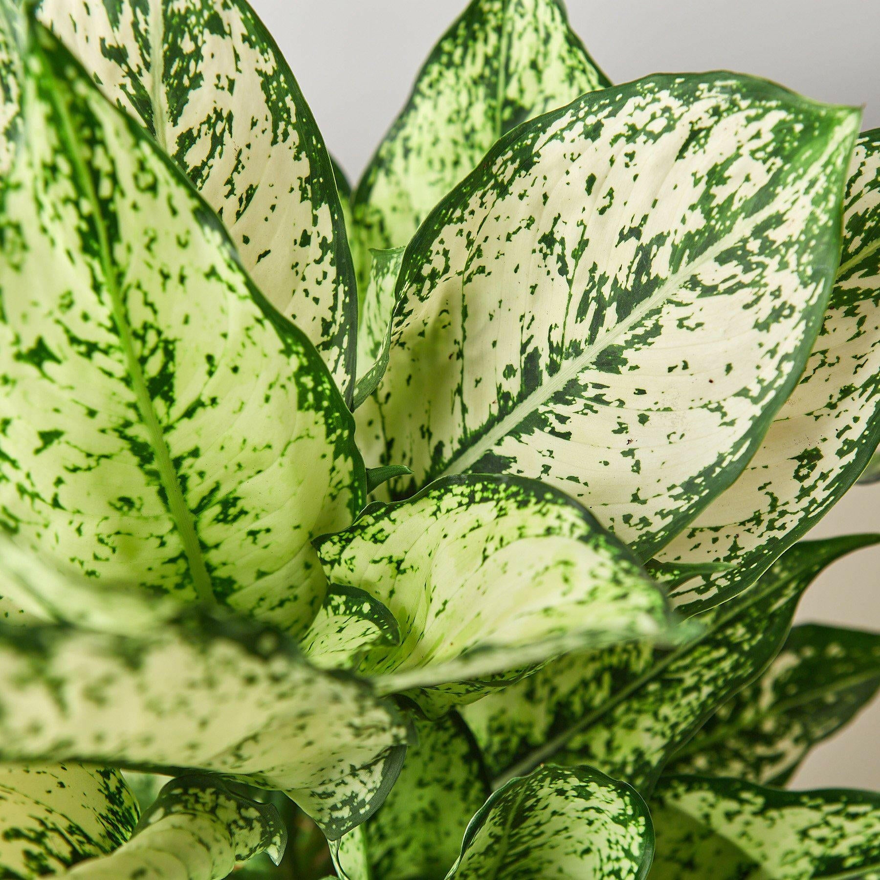 Chinese Evergreen 'First Diamond' - TheHardenGarden