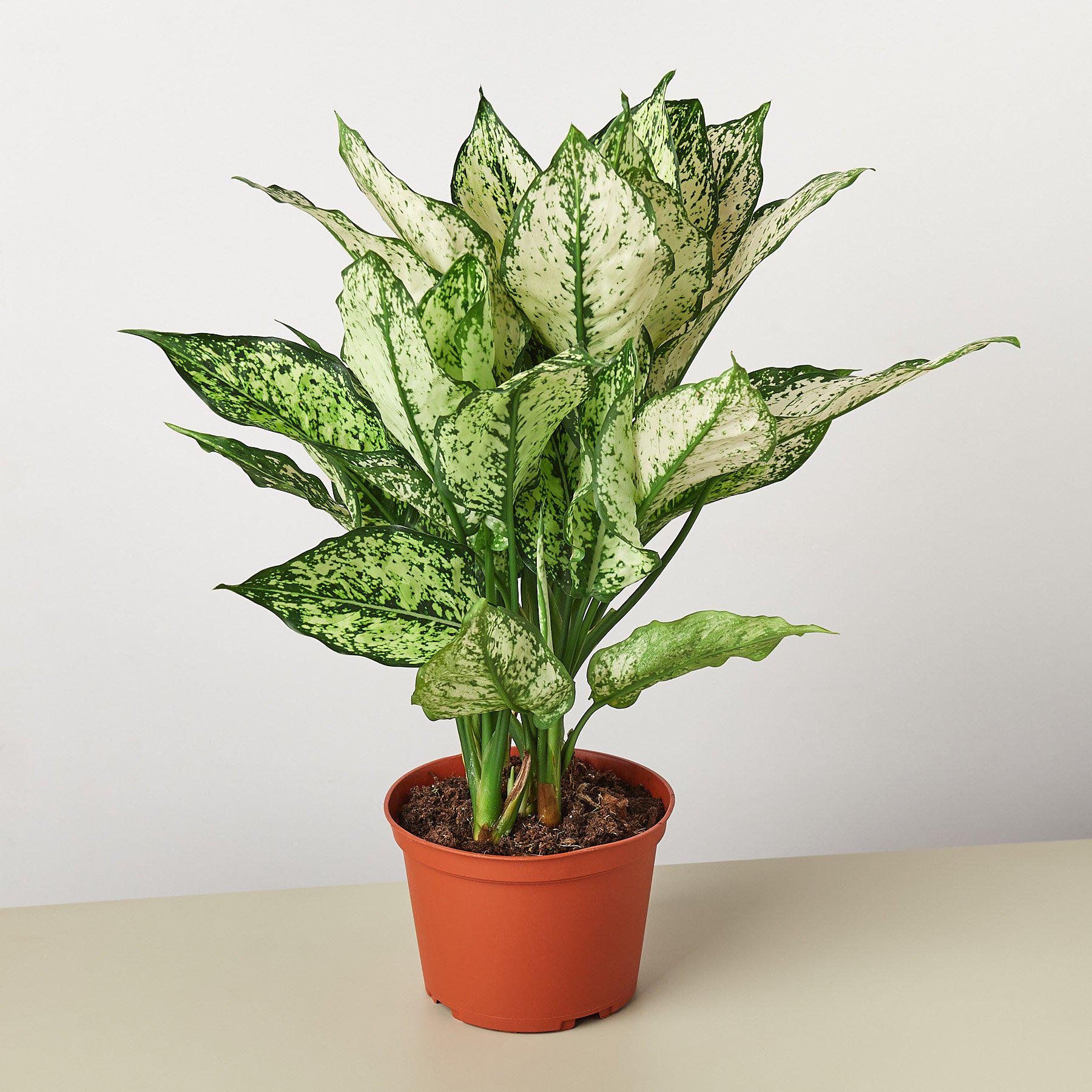 Chinese Evergreen 'First Diamond' - TheHardenGarden