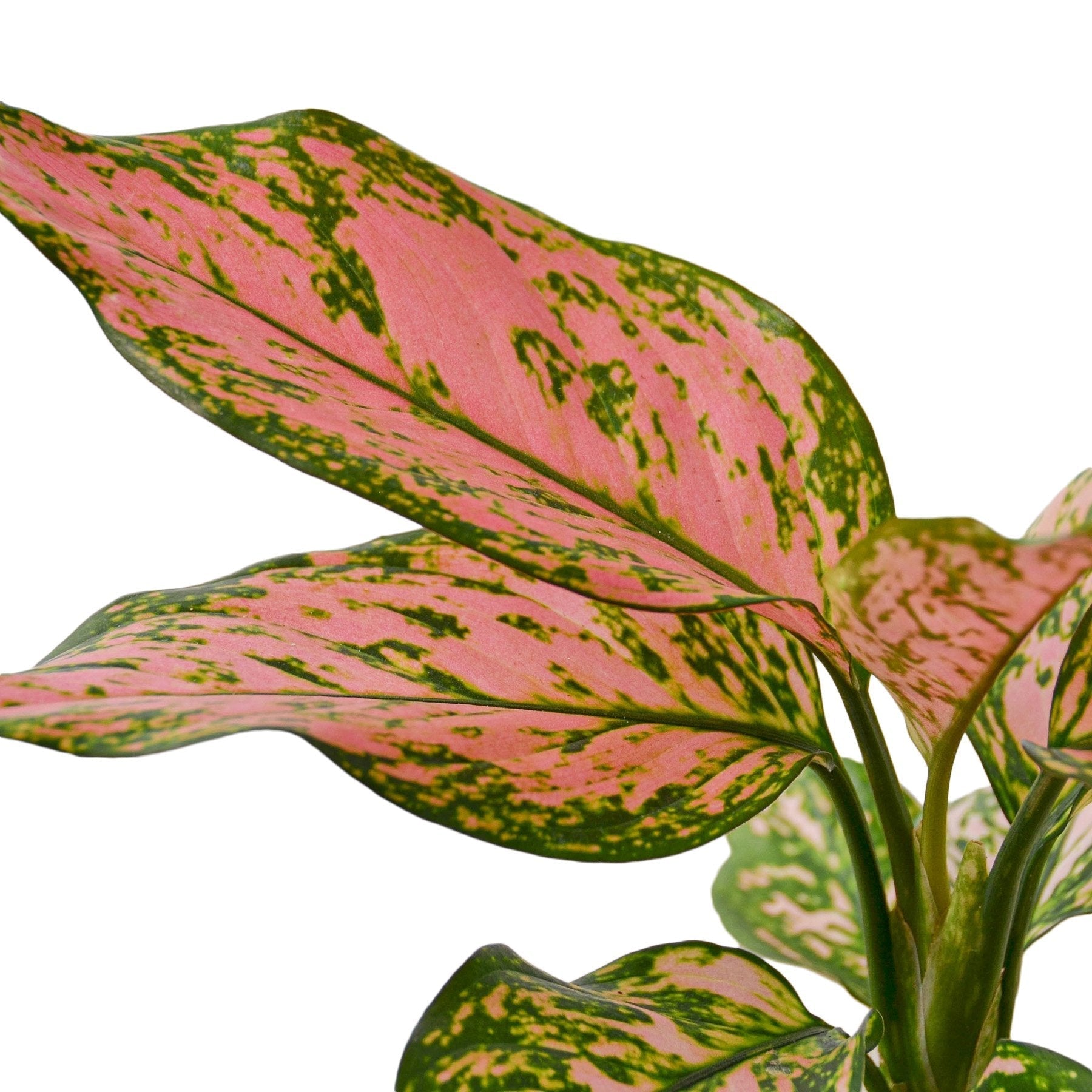 Chinese Evergreen 'Lady Valentine' - TheHardenGarden