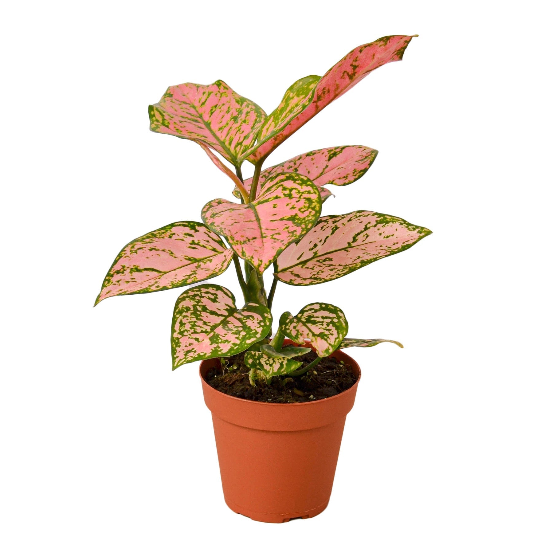 Chinese Evergreen 'Lady Valentine' - TheHardenGarden