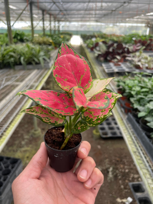 Chinese Evergreen 'Lady Valentine' - TheHardenGarden