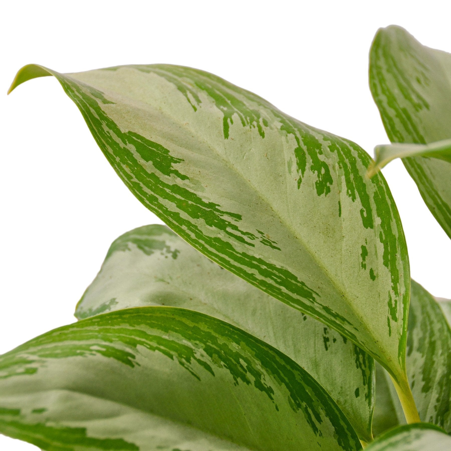 Chinese Evergreen 'Silver Bay' - TheHardenGarden