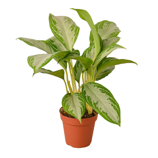 Chinese Evergreen 'Silver Bay' - TheHardenGarden