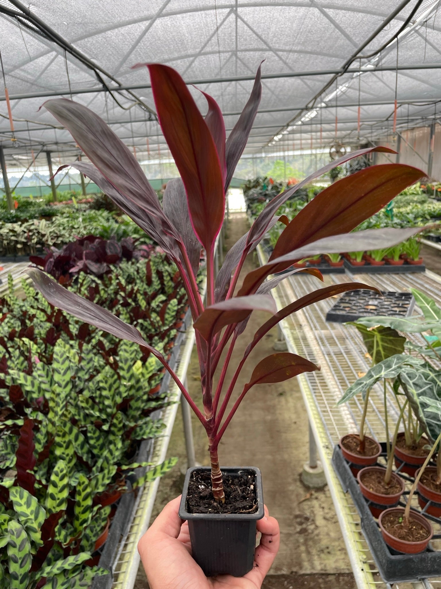 Cordyline 'Calypso Queen' - TheHardenGarden