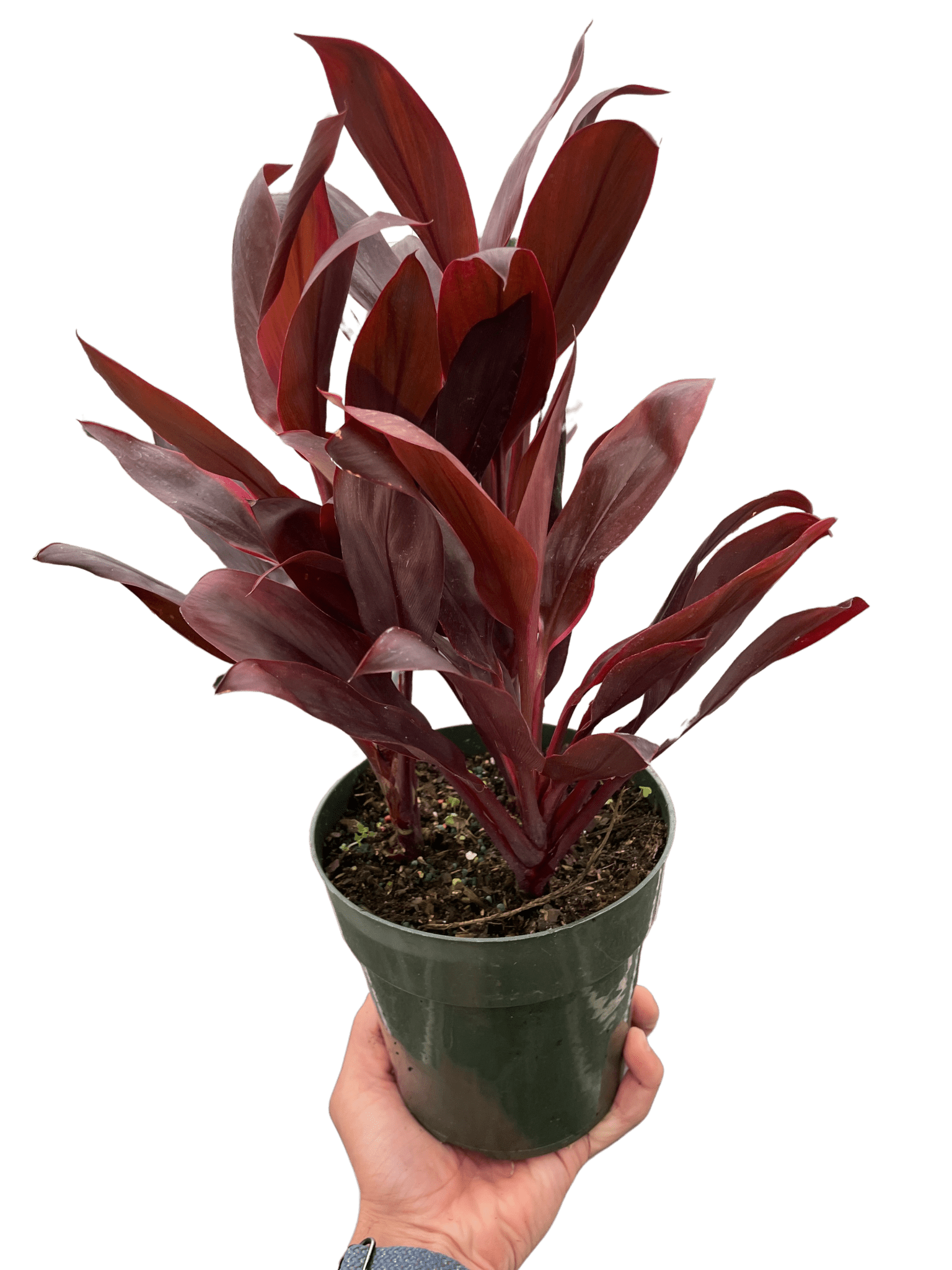 Cordyline 'Calypso Queen' - TheHardenGarden