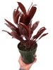 Cordyline 'Calypso Queen' - TheHardenGarden