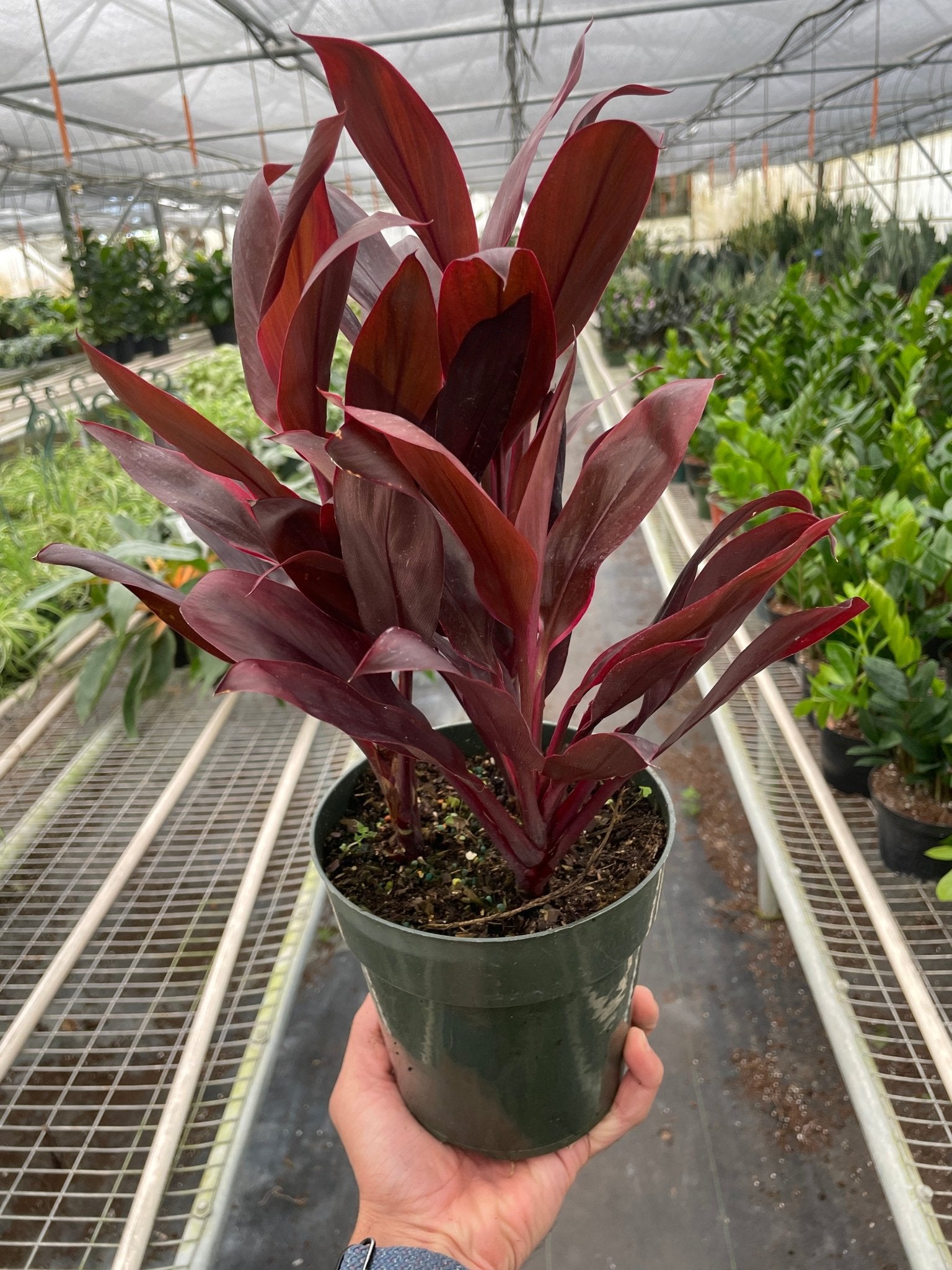 Cordyline 'Calypso Queen' - TheHardenGarden