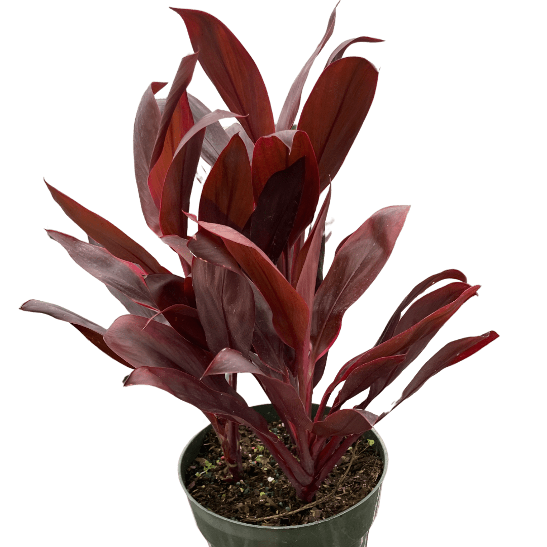 Cordyline 'Calypso Queen' - TheHardenGarden
