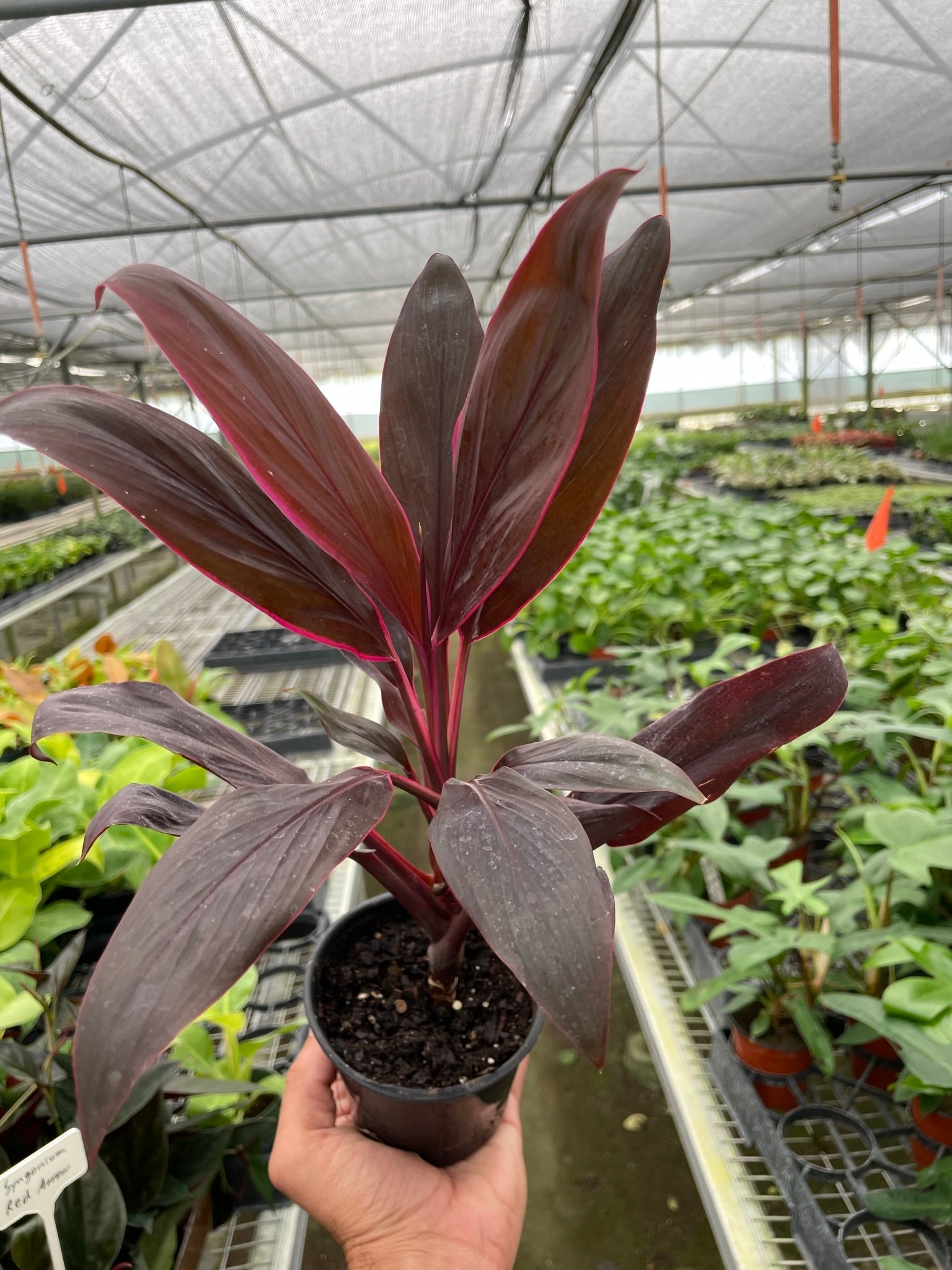 Cordyline 'Calypso Queen' - TheHardenGarden
