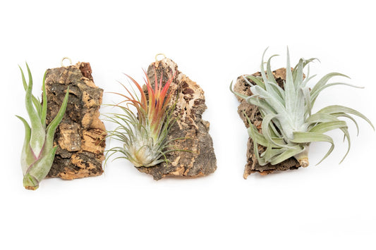 Cork Bark Chunk Display with Assorted Tillandsia Air Plant (Approximately 2 x 4 Inches) - TheHardenGarden