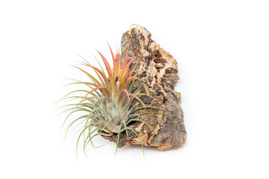 Cork Bark Chunk Display with Assorted Tillandsia Air Plant (Approximately 2 x 4 Inches) - TheHardenGarden