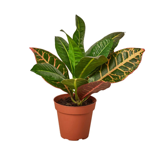 Croton Petra 'Joseph's Coat' - TheHardenGarden