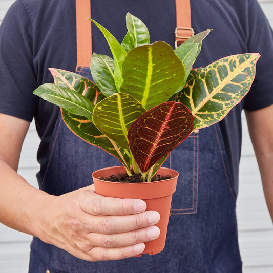 Croton Petra 'Joseph's Coat' - TheHardenGarden