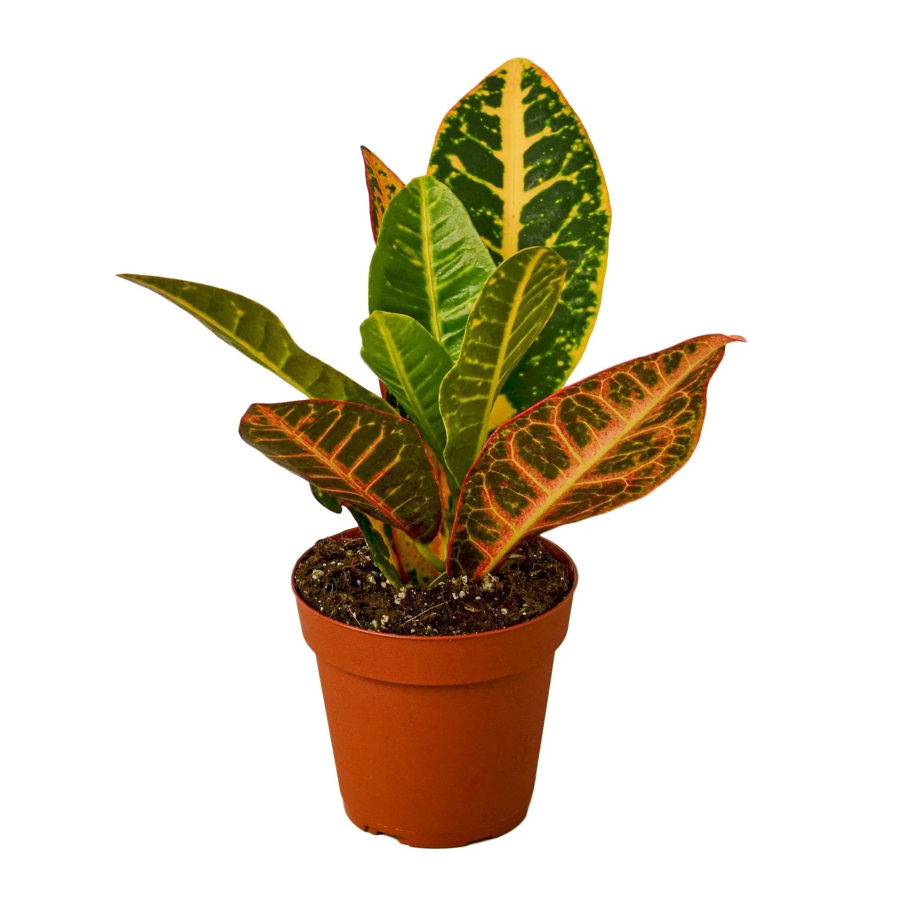 Croton Petra 'Joseph's Coat' - TheHardenGarden