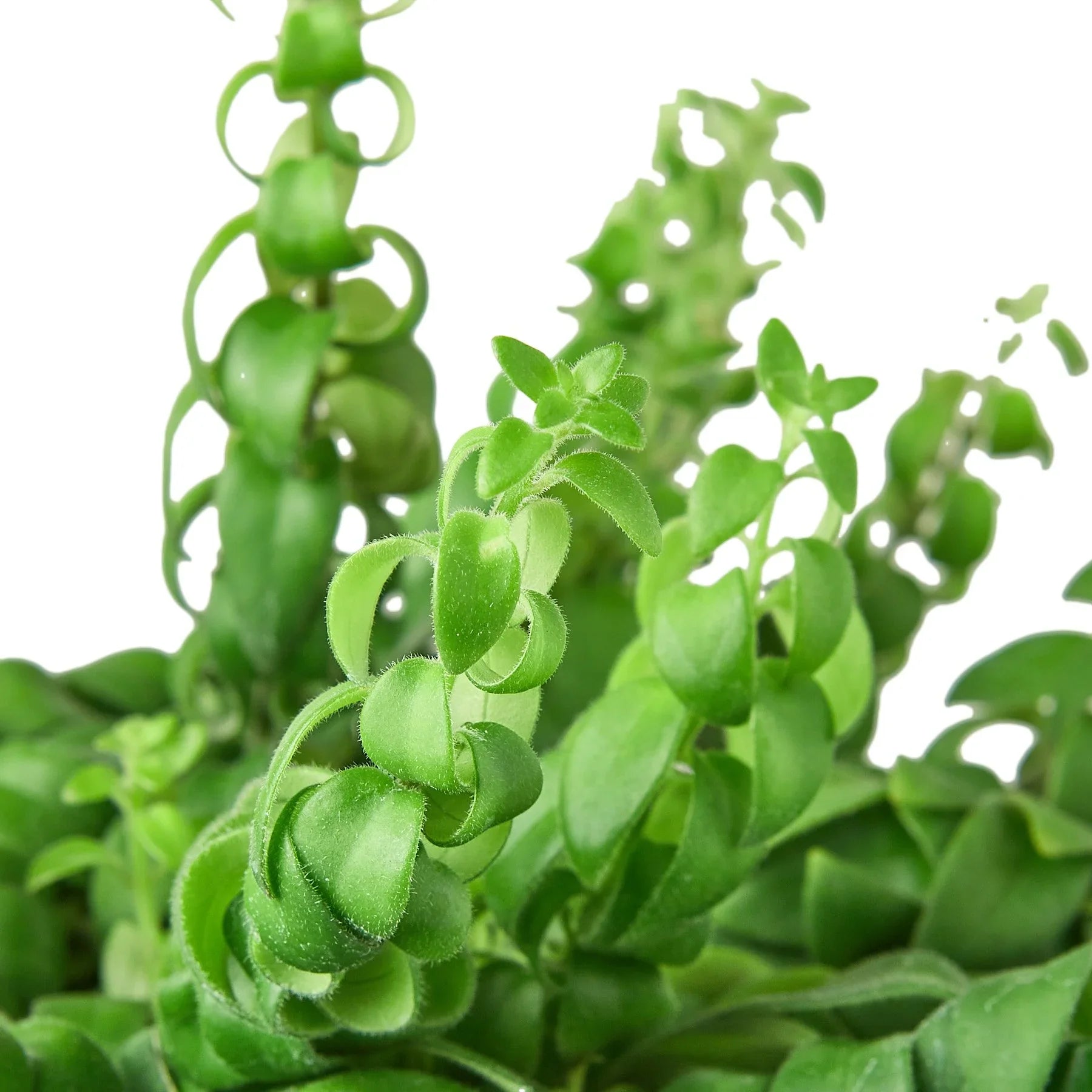 Curly Lipstick Plant - TheHardenGarden
