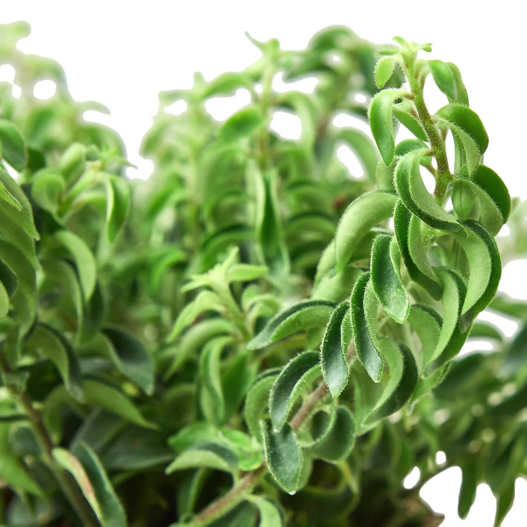 Curly Lipstick Plant - TheHardenGarden