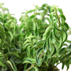 Curly Lipstick Plant - TheHardenGarden