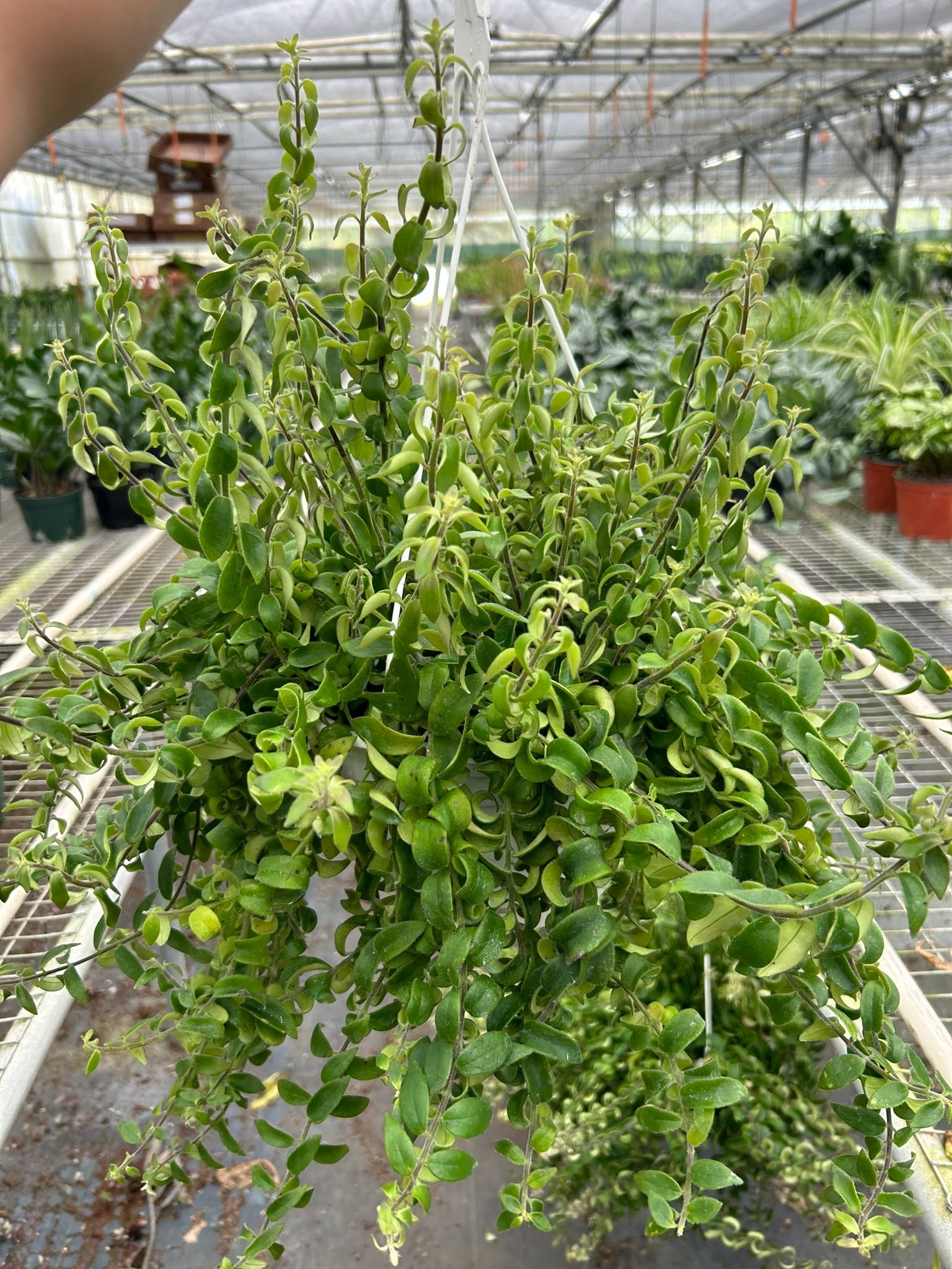 Curly Lipstick Plant - TheHardenGarden