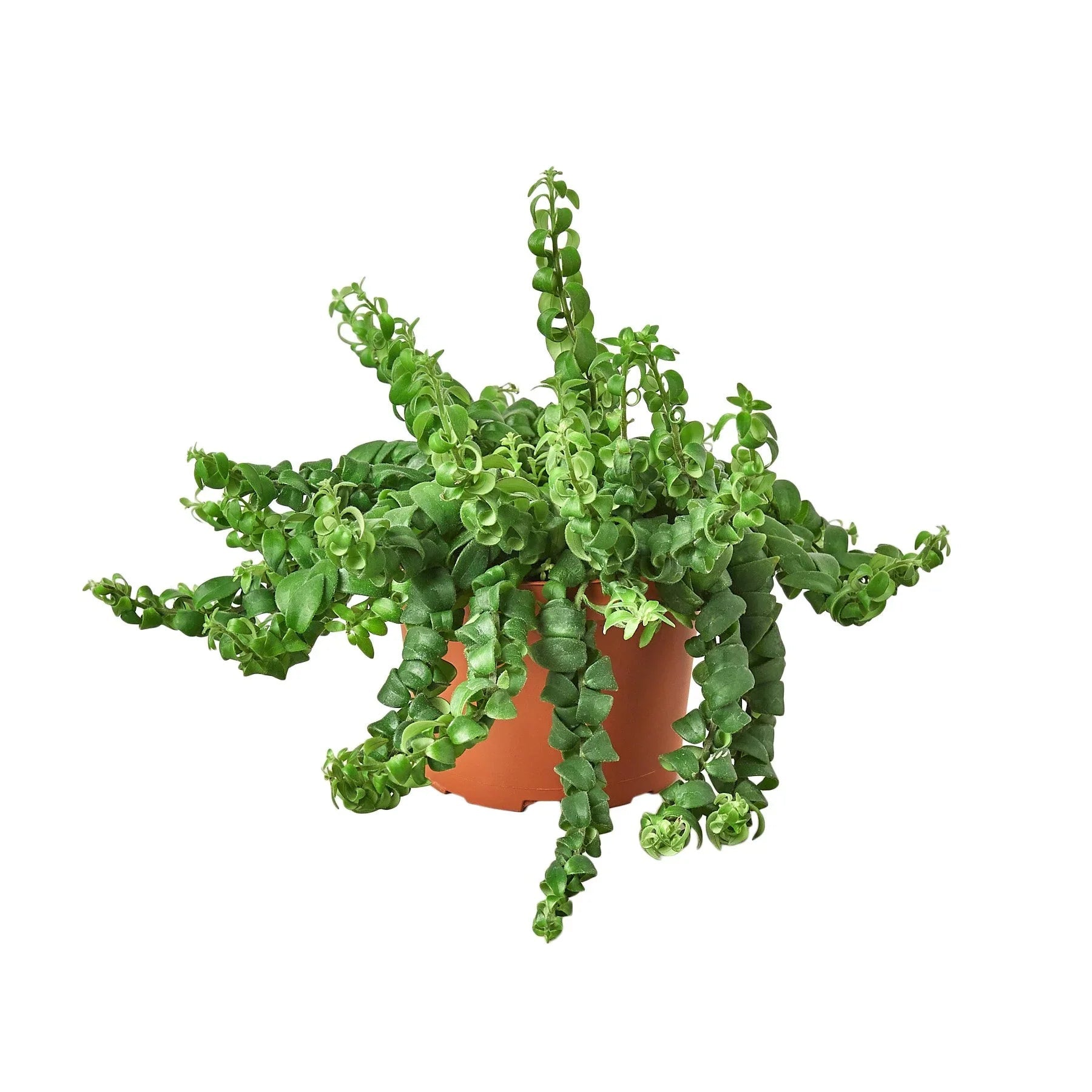 Curly Lipstick Plant - TheHardenGarden