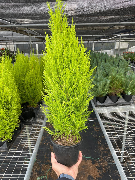 Cypress Lemon - TheHardenGarden