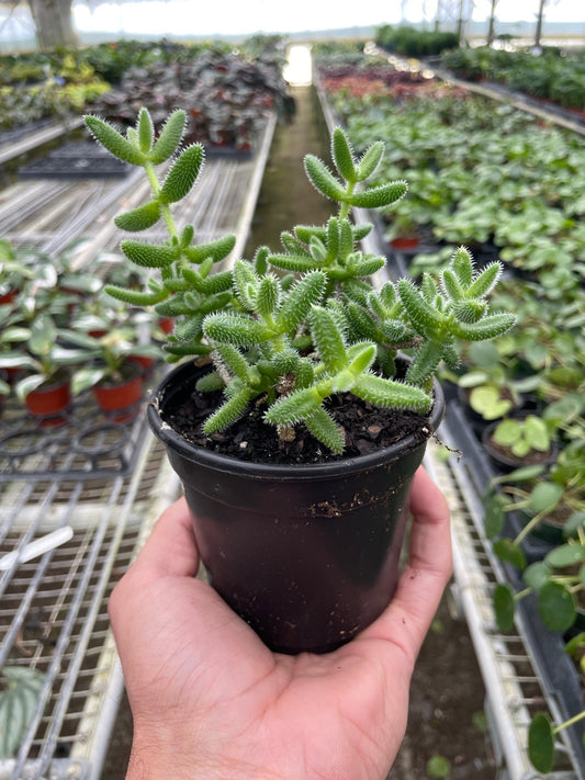 Delosperma echinatum 'Pickle Plant' - TheHardenGarden