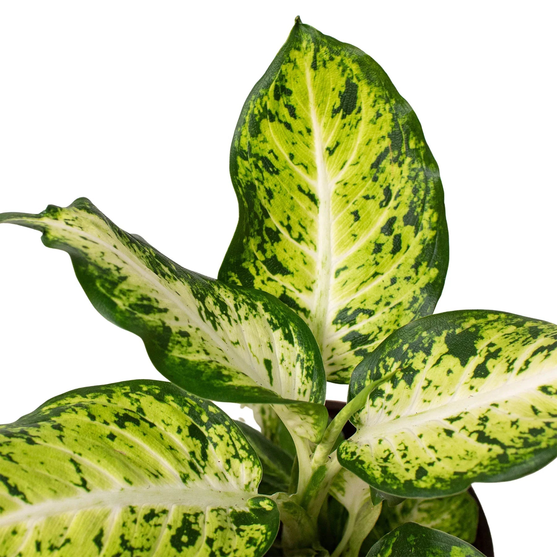 Dieffenbachia 'Amy' - TheHardenGarden