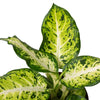 Dieffenbachia 'Amy' - TheHardenGarden