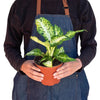 Dieffenbachia 'Amy' - TheHardenGarden
