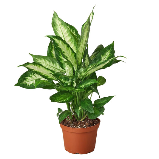 Dieffenbachia Camille - TheHardenGarden